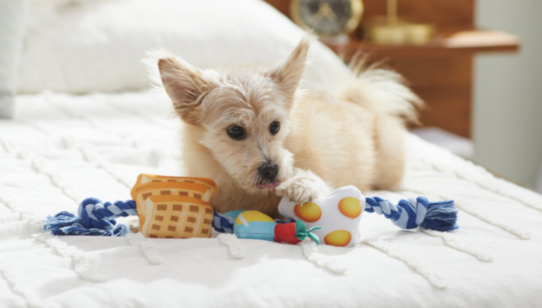 Chewy sale: get up to 50% off toys, treats and more for your pet